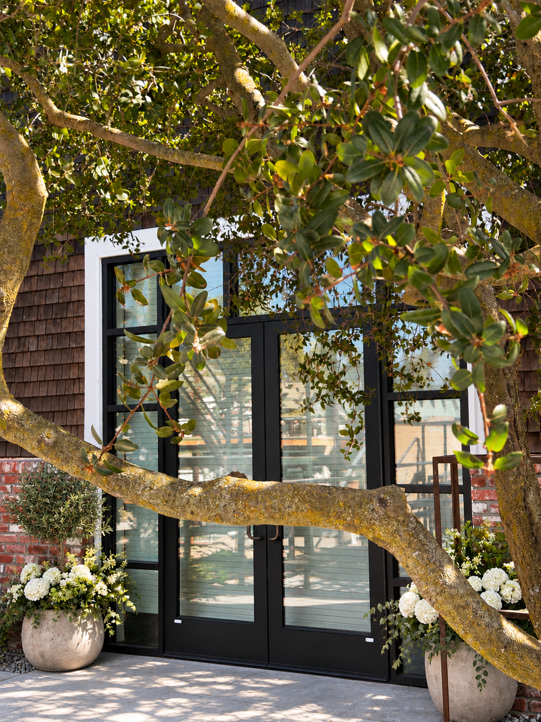 Black glass entry doors framed by a shade tree and white hydrangea planters